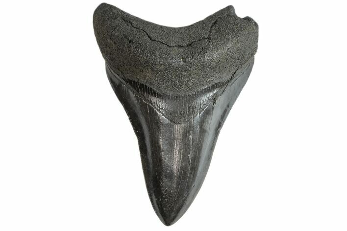 Juvenile Megalodon Tooth - South Carolina #170549